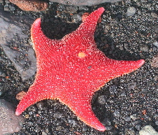 Starfish